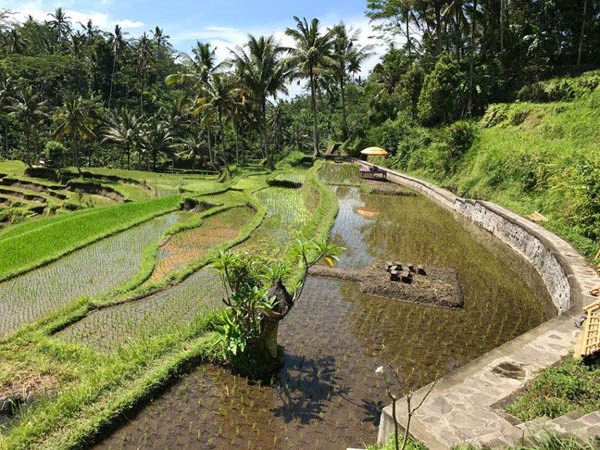 Оризовите полиња заштитени од Unesco